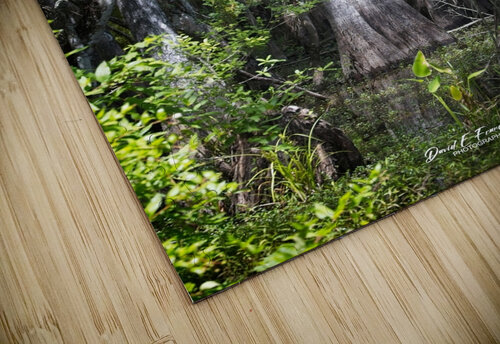 IMG 2893Swamp David E Francey Photography puzzle