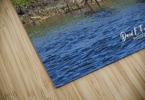 IMG 4585Limpkins David E Francey Photography puzzle