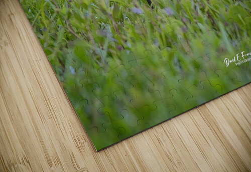 IMG 4887Grackle David E Francey Photography puzzle