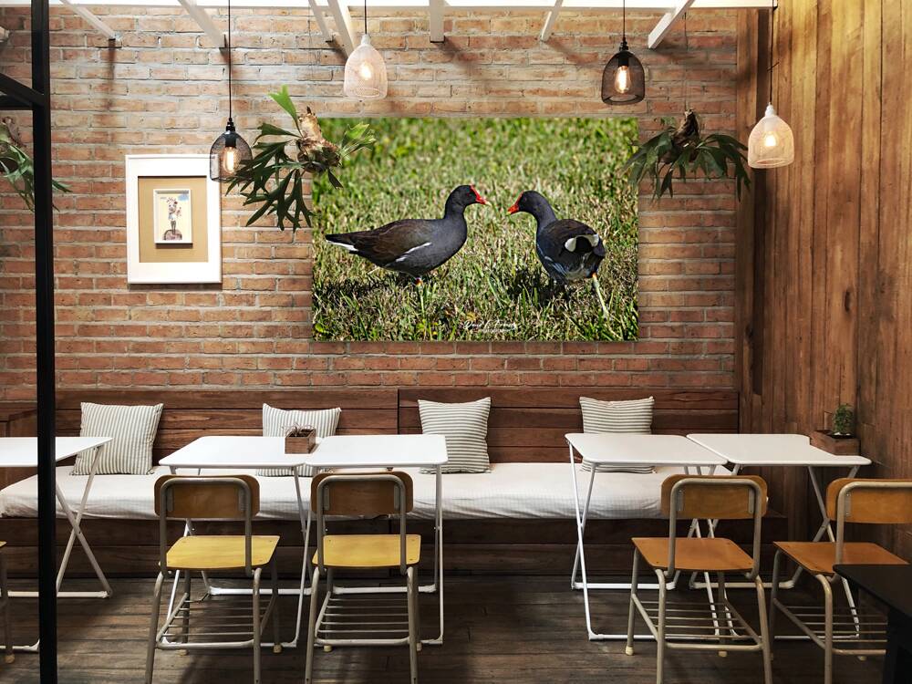 IMG 2263Moorhen Reproduction