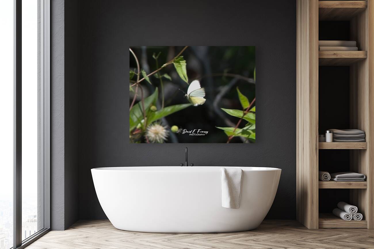 IMG 2899ButterFly Reproduction