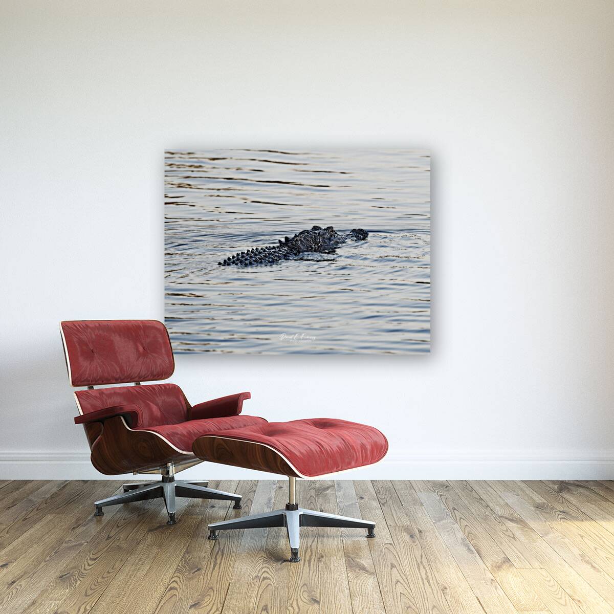 IMG 2945Gator Reproduction