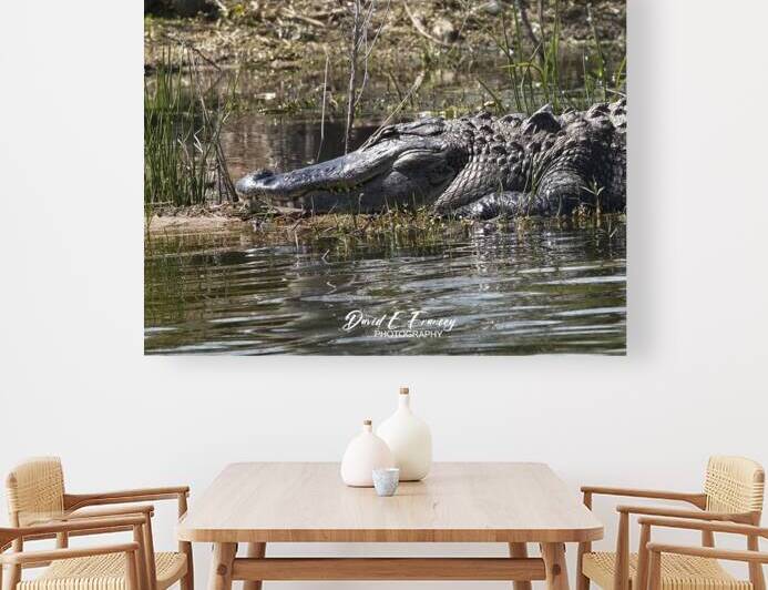 IMG 9767GatorHead by David E Francey Photography