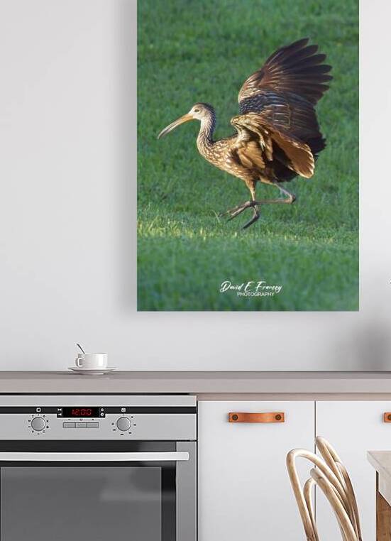 IMG 2111DancingLimpkin by David E Francey Photography