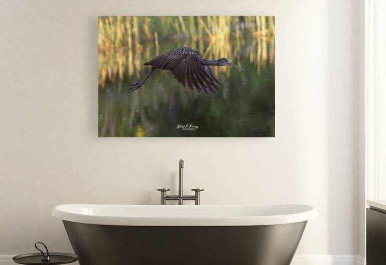 IMG 2120FlyingLimpkin by David E Francey Photography