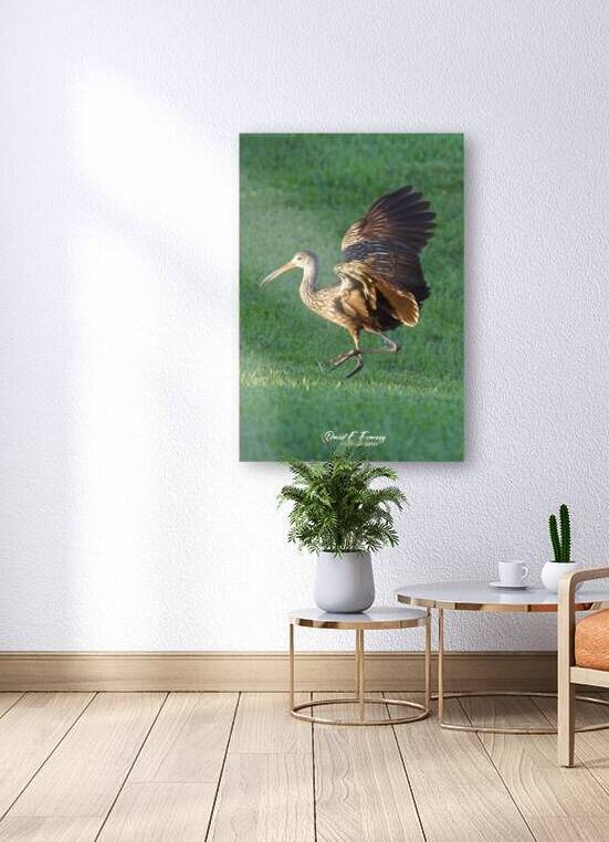 IMG 2111DancingLimpkin by David E Francey Photography