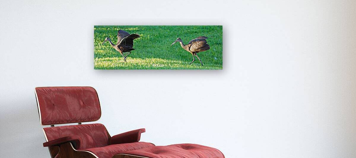 IMG 2112Limpkins by David E Francey Photography