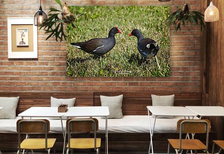 IMG 2263Moorhen by David E Francey Photography