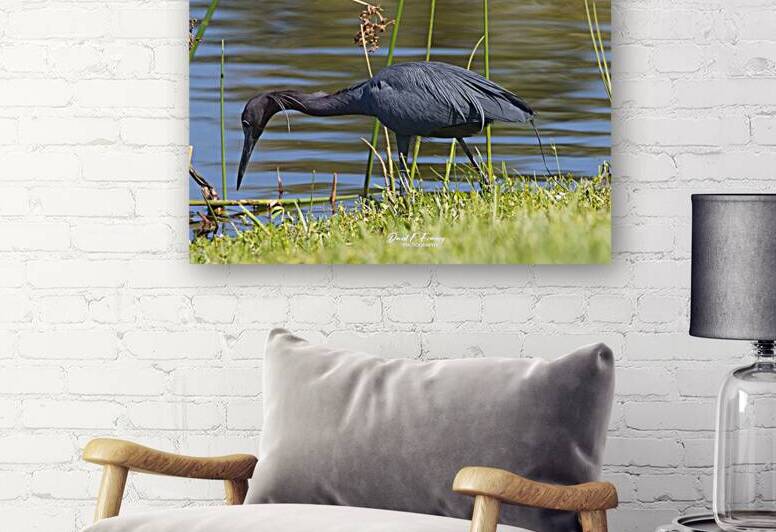 IMG 2307BlueIbis by David E Francey Photography