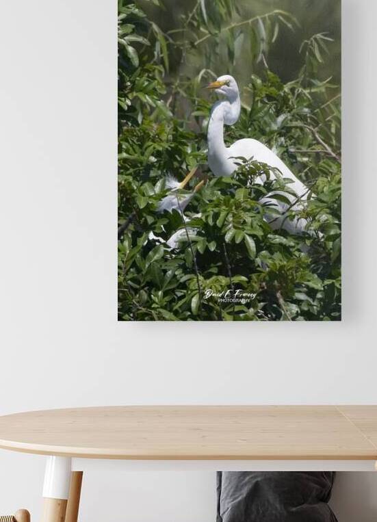 IMG 2453WhiteHeronAndChicks24x30 by David E Francey Photography
