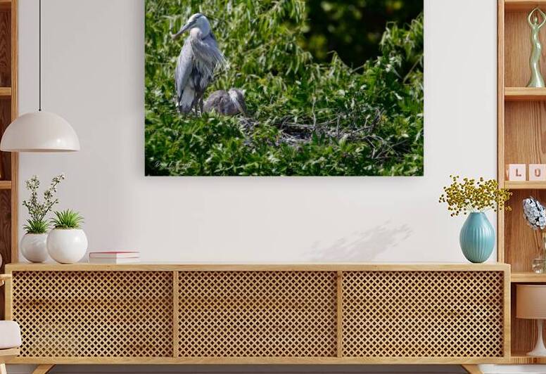 IMG 2567GreatBlueHeronAndChicks by David E Francey Photography