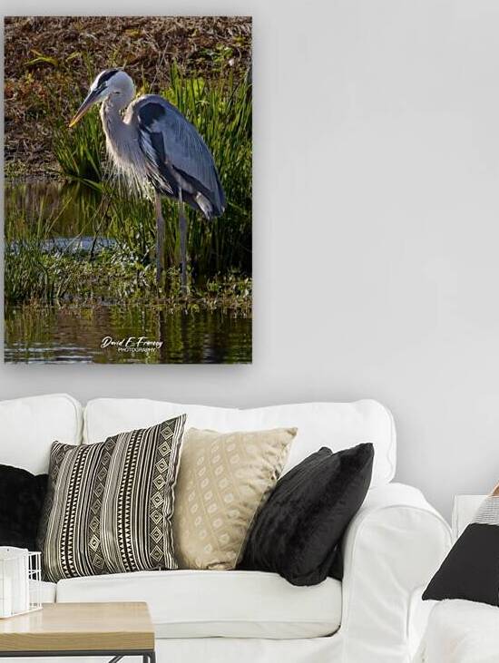 IMG 2674Heron by David E Francey Photography