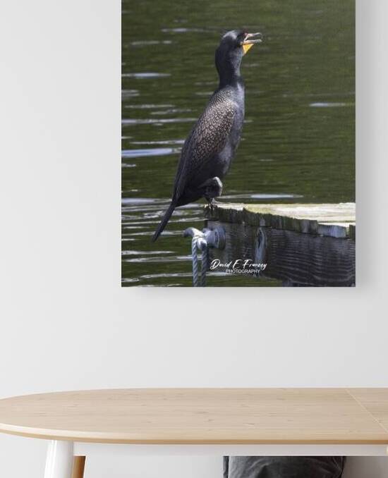 IMG 2793Cormorant by David E Francey Photography