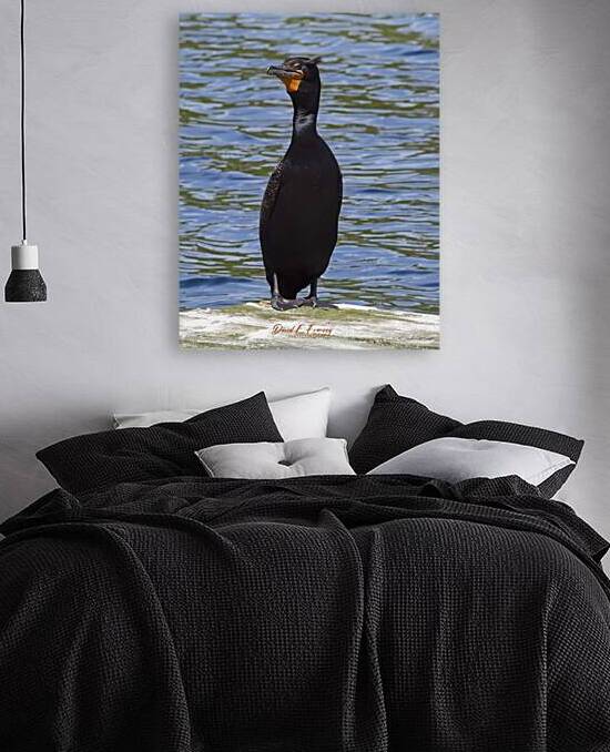 IMG 2826Cormorant by David E Francey Photography