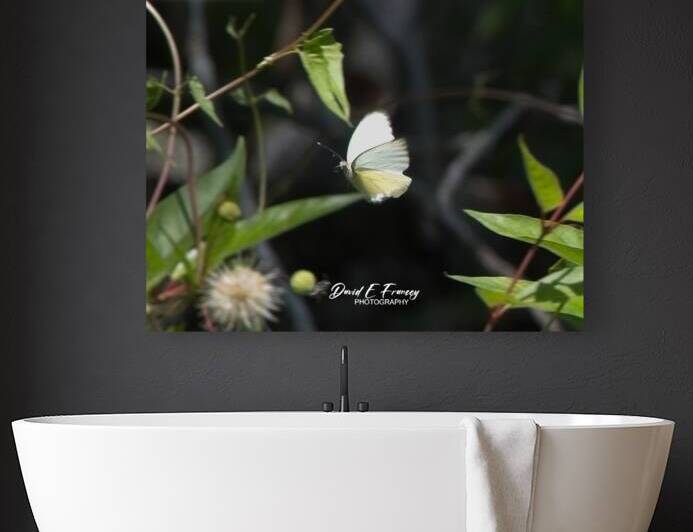 IMG 2899ButterFly by David E Francey Photography