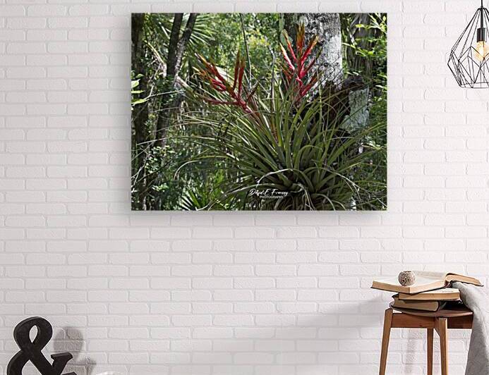 IMG 2809AirPlant by David E Francey Photography