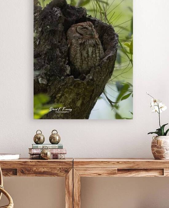 IMG 2936Owl by David E Francey Photography