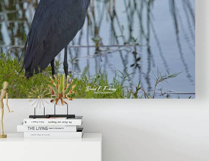 IMG 3091PurpleHeron by David E Francey Photography