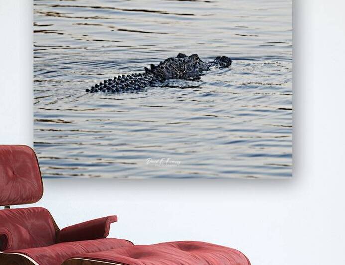 IMG 2945Gator by David E Francey Photography