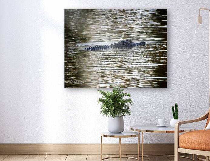 IMG 3019GatorBigBoy by David E Francey Photography