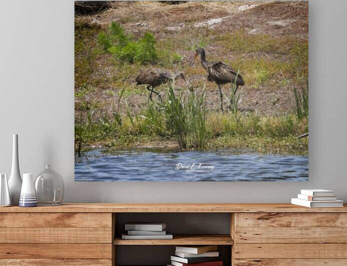 IMG 3494Limpkins  by David E Francey Photography