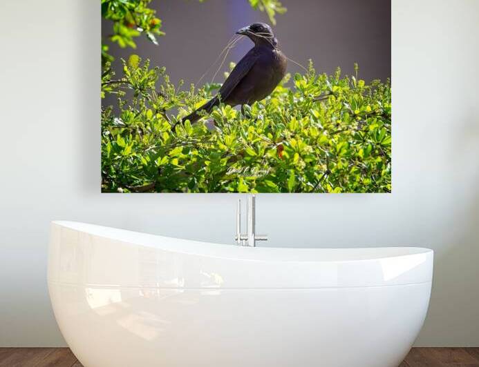 IMG 4902Grackle by David E Francey Photography