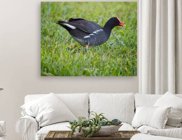 IMG 4884Moorhen by David E Francey Photography