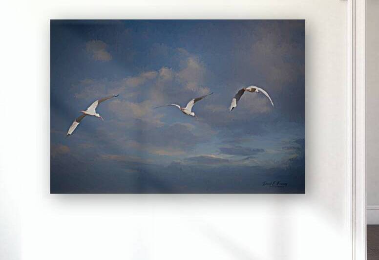 WoodStork1 Edit   Copy   Copy by David E Francey Photography