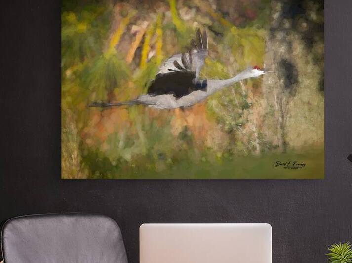 SandhillCrane2 Edit by David E Francey Photography
