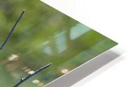 IMG 2599Ahinga HD Metal print
