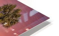 IMG 4932PalmReflections HD Metal print