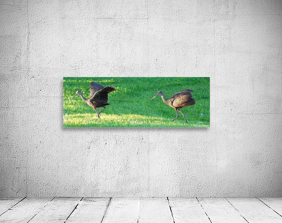 IMG 2112Limpkins Wall Preview