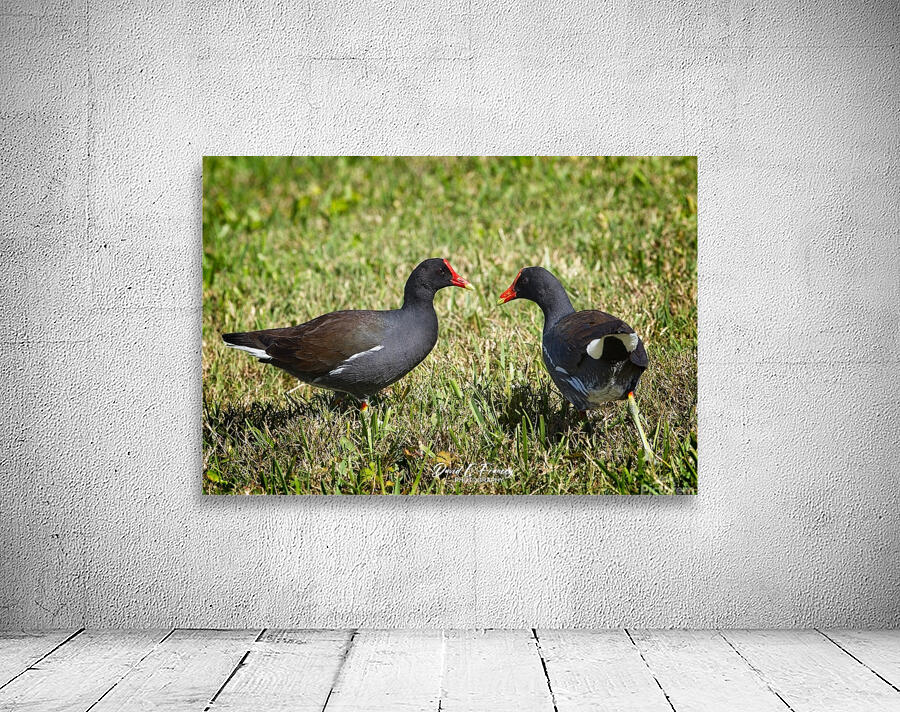 IMG 2263Moorhen Wall Preview