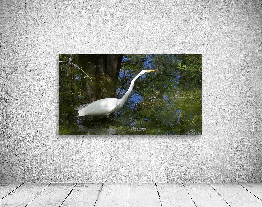 IMG 2789WhiteHeron Wall Preview