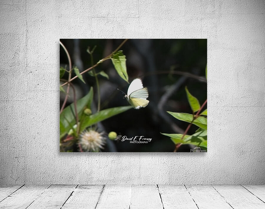 IMG 2899ButterFly Wall Preview