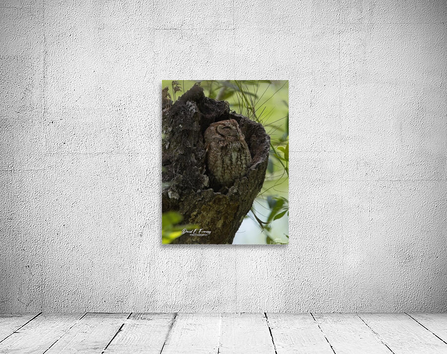 IMG 2936Owl Wall Preview