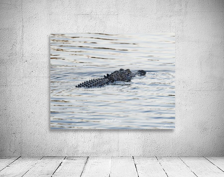 IMG 2945Gator Wall Preview