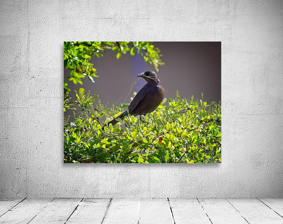 IMG 4902Grackle Wall Preview
