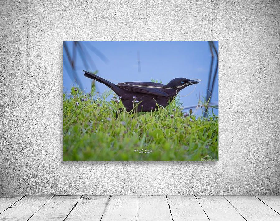 IMG 4887Grackle Wall Preview