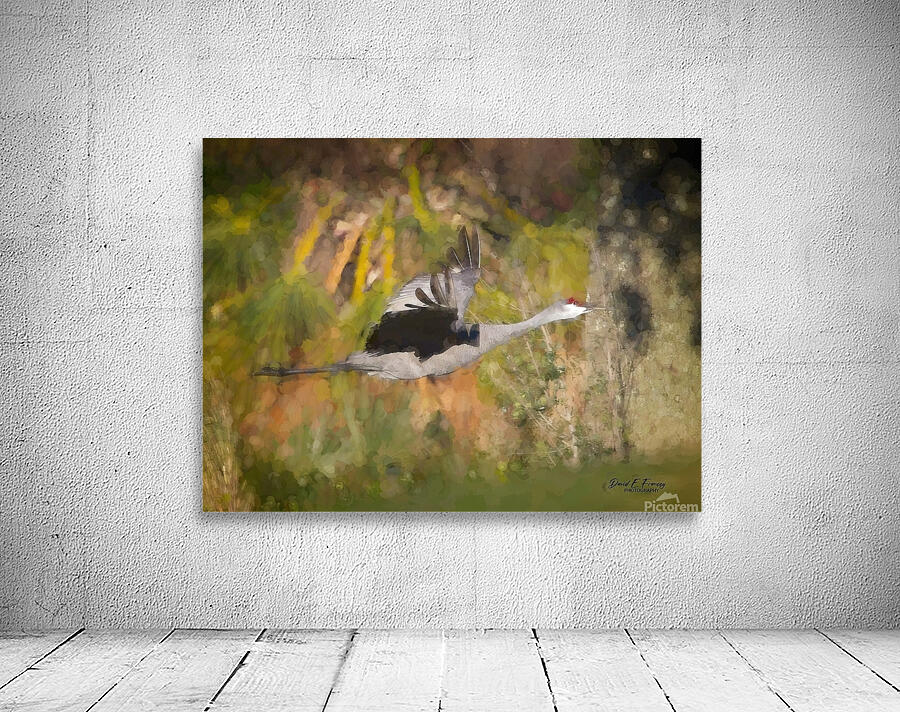 SandhillCrane2 Edit Wall Preview
