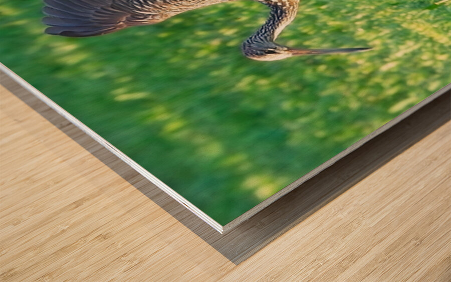 IMG 2112Limpkins Wood print