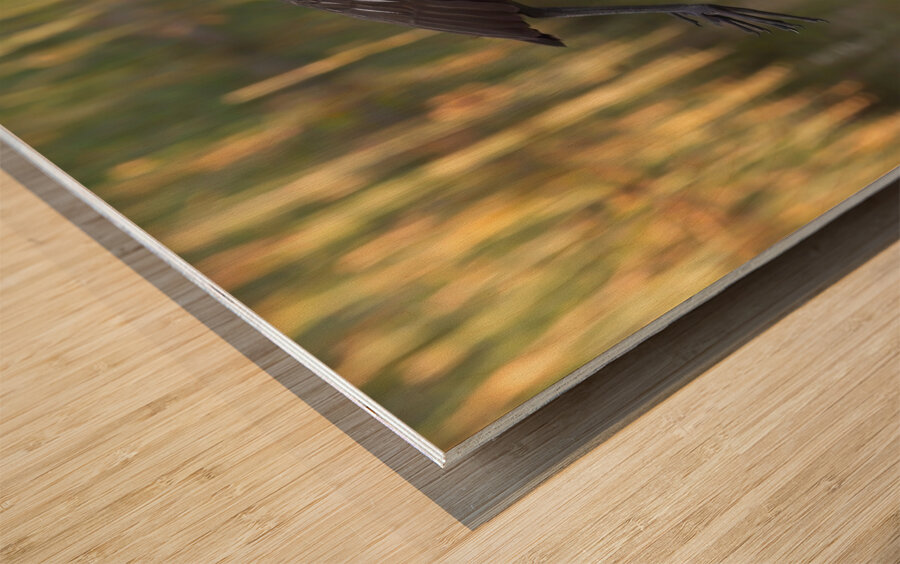 IMG 2120FlyingLimpkin Wood print