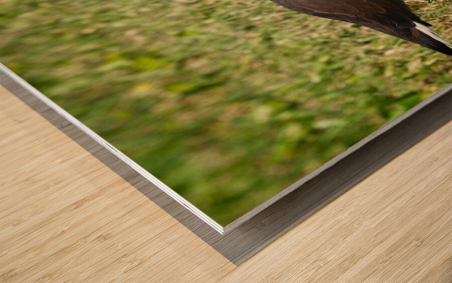 IMG 2263Moorhen Wood print