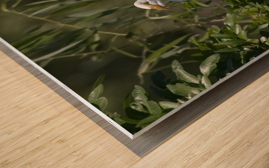 IMG 2453WhiteHeronAndChicks24x30 Wood print