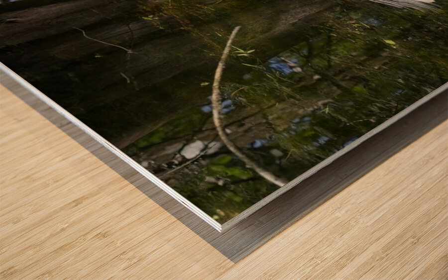 IMG 2789WhiteHeron Wood print