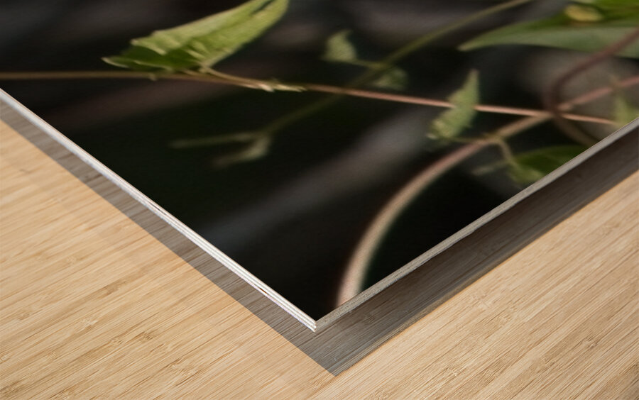 IMG 2899ButterFly Wood print