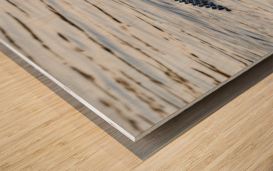 IMG 2945Gator Wood print