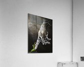 A Mantis Acrylic Print