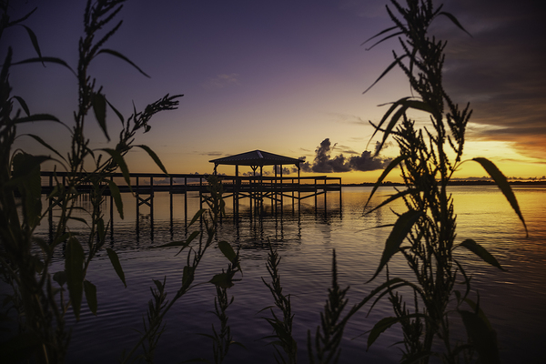 Weeds Digital Download