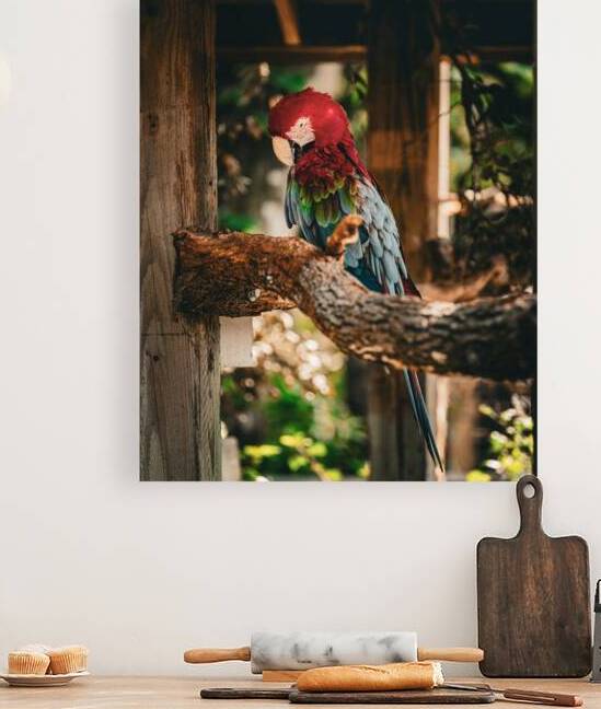 Green Winged Macaw Photography Print  by Nicholas Vosburg